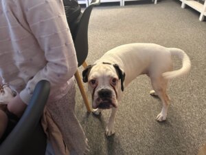 Biały pies z ciemnymi uszami stoi na podłodze obok siedzącej osoby i patrzy w stronę aparatu.