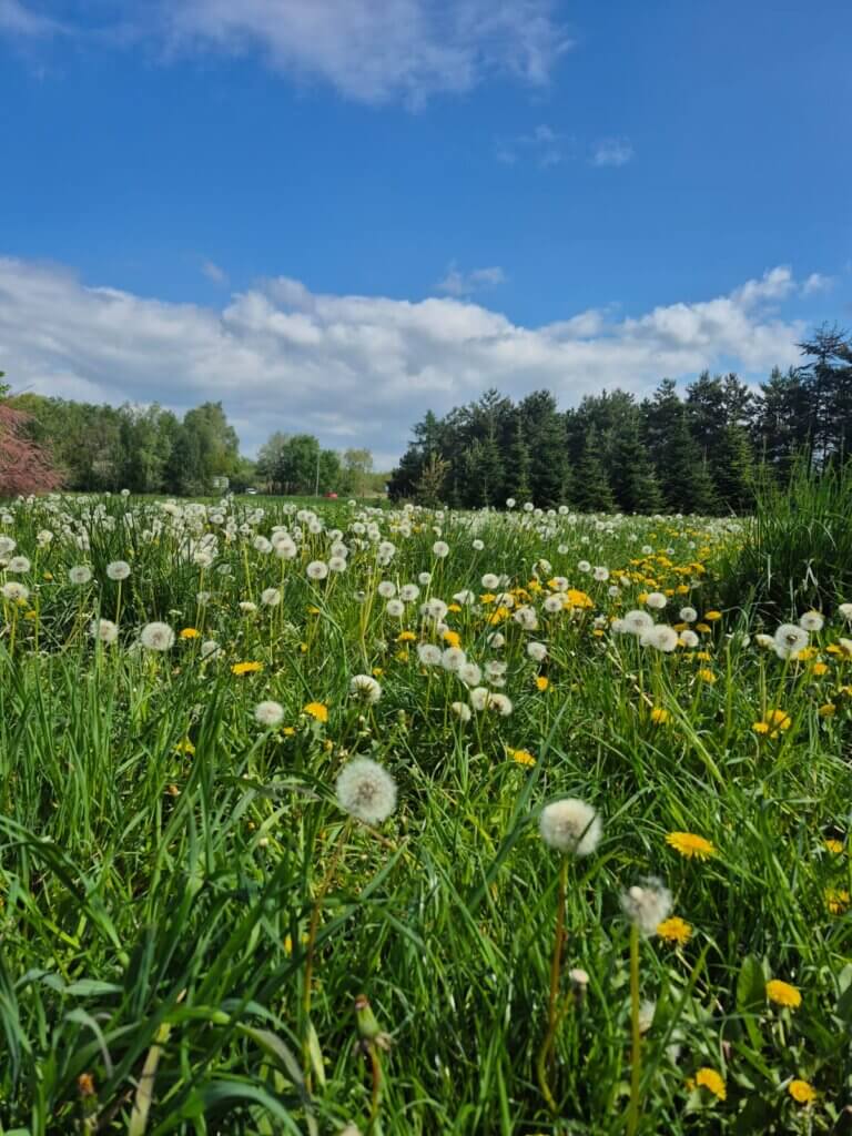 Kolorowa fotografia przedstawiająca łąkę po lewej stronie duże zielone drzewo w tle horyzont z błękitny mnie bem i białymi chmurami na przodzie fotografii detal – Mniszek lekarski