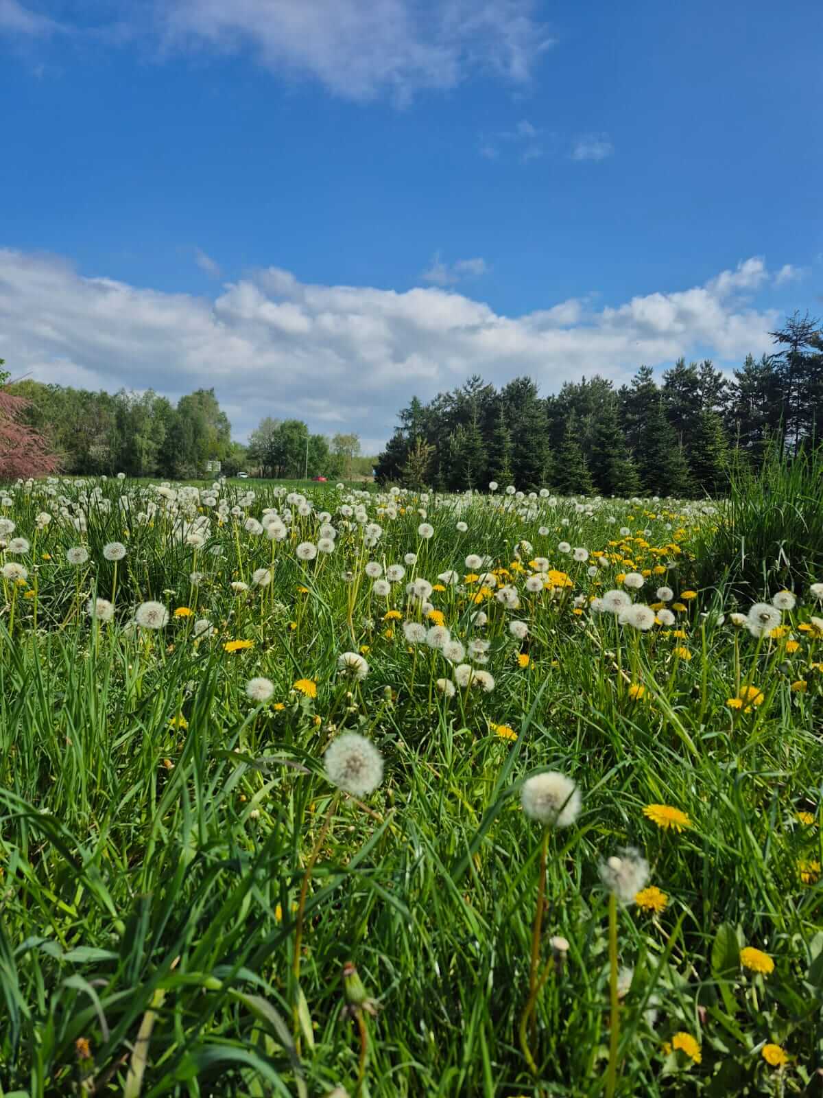 Kolorowa fotografia przedstawiająca łąkę po lewej stronie duże zielone drzewo w tle horyzont z błękitny mnie bem i białymi chmurami na przodzie fotografii detal – Mniszek lekarski